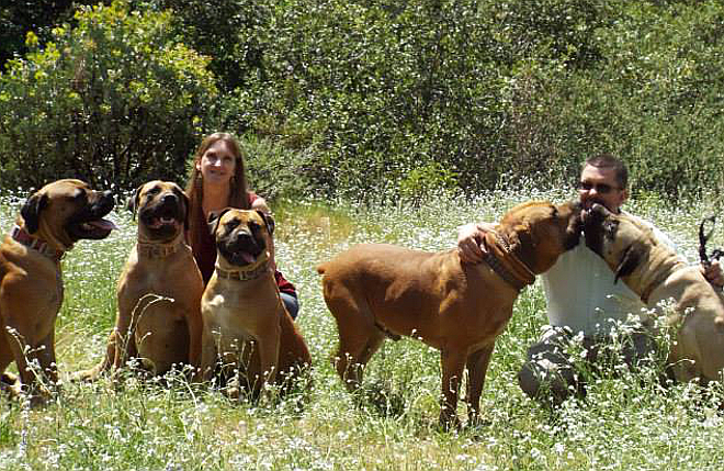 fuller boerboel